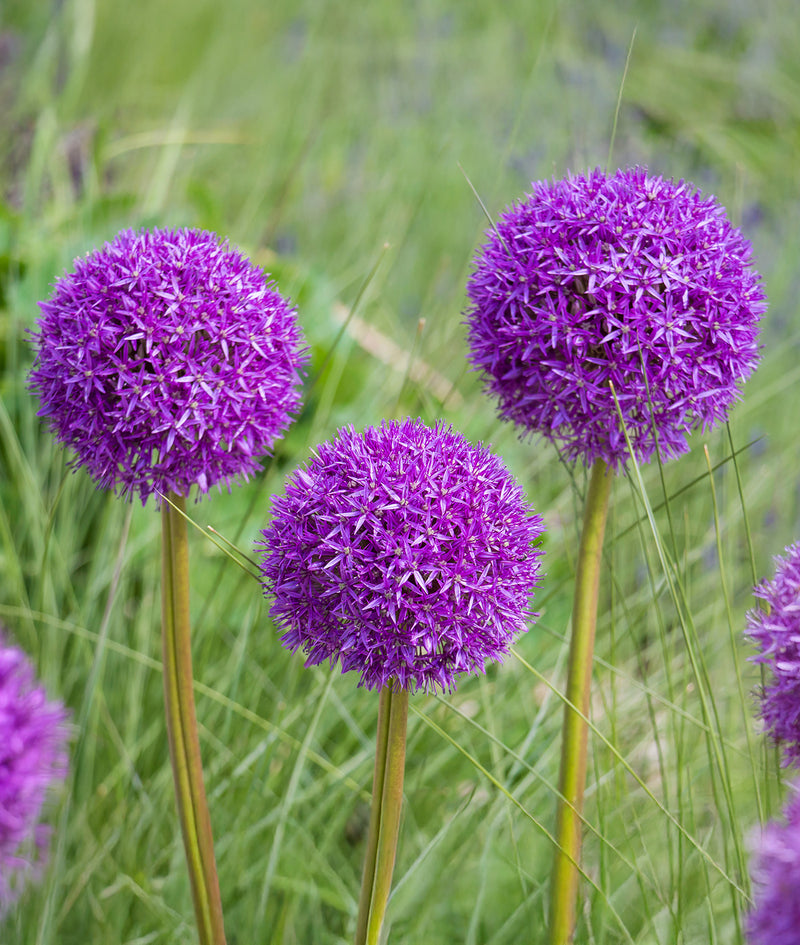 Giant Allium Purple Sensation - 5 bulbs