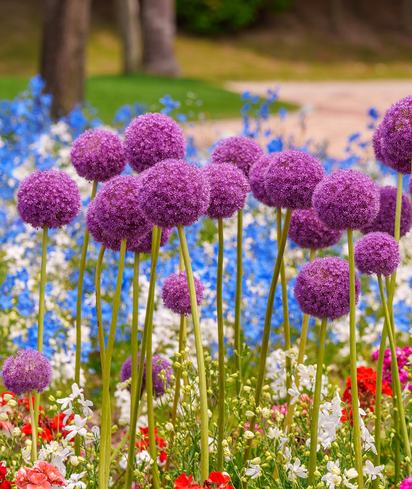 Giganteum Allium - 3 bulbs