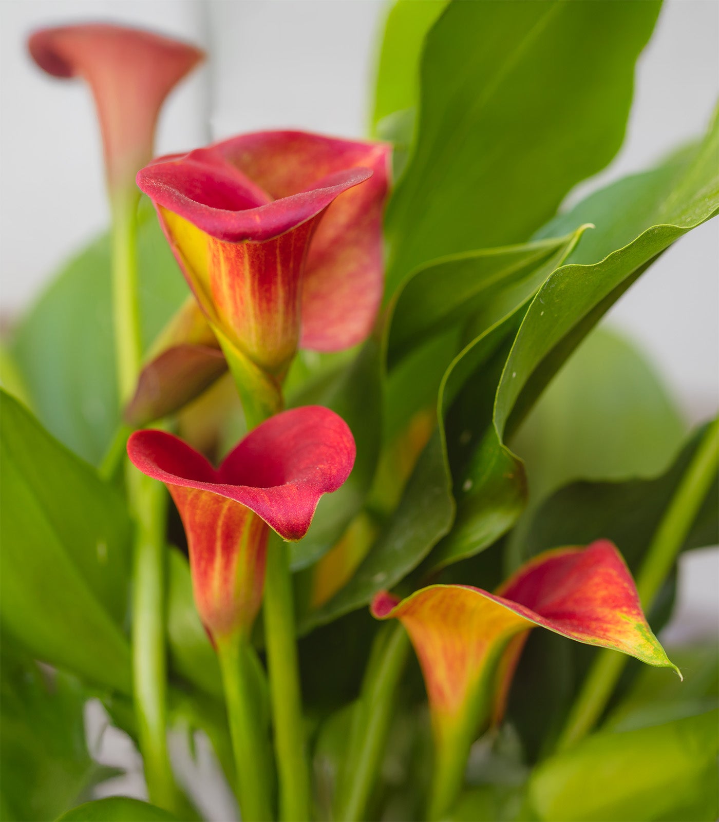 caillou lily flower Allure Calla Lily