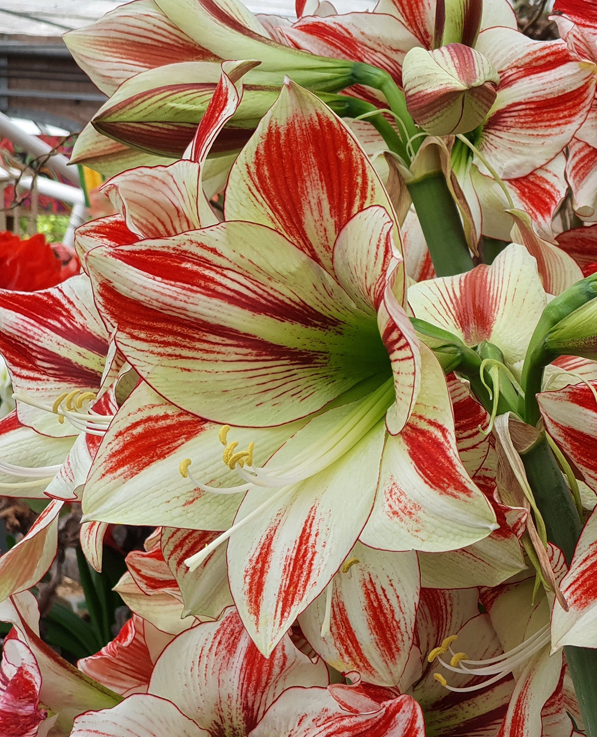 Ambiance Amaryllis - 22-26 cm bulb