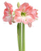 Apple Blossom Amaryllis - 20-22 cm bulb