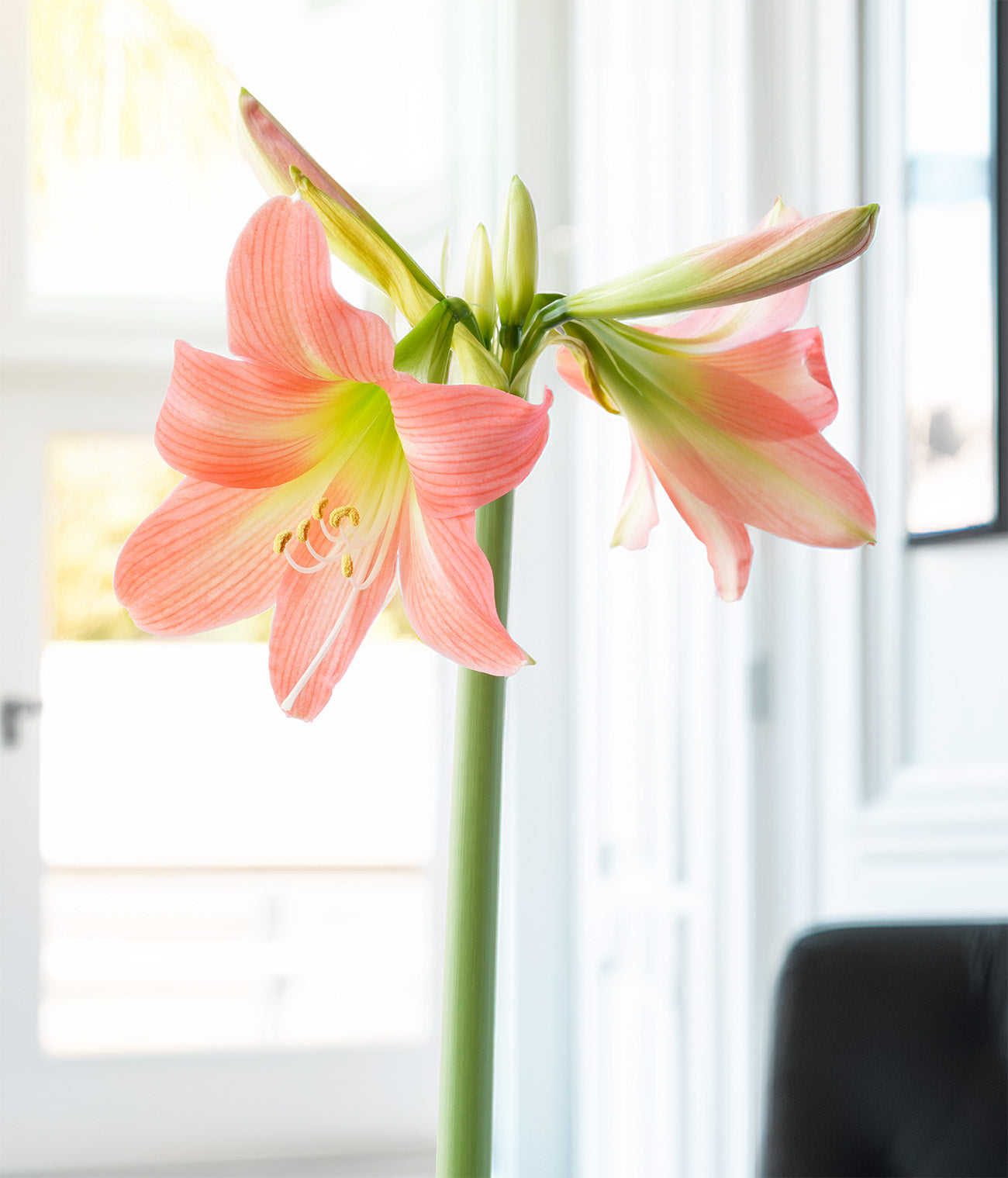 Belladonna® Sonatini Amaryllis