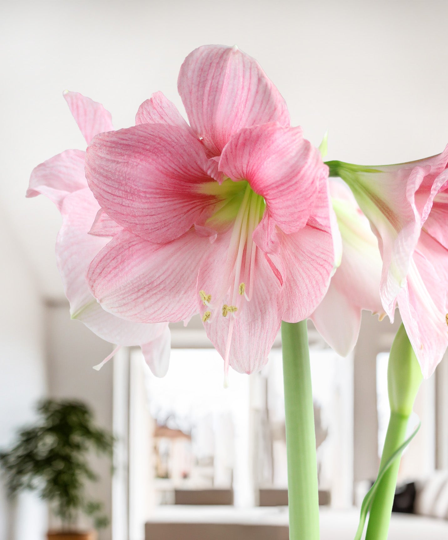 Blushing Bride® Symphony Amaryllis