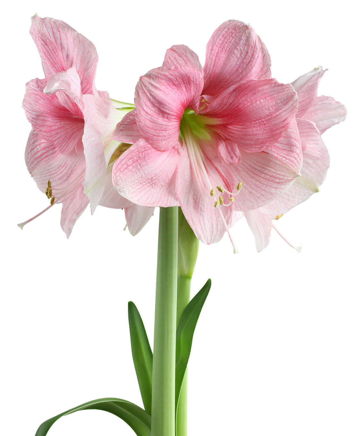 Blushing Bride® Symphony Amaryllis