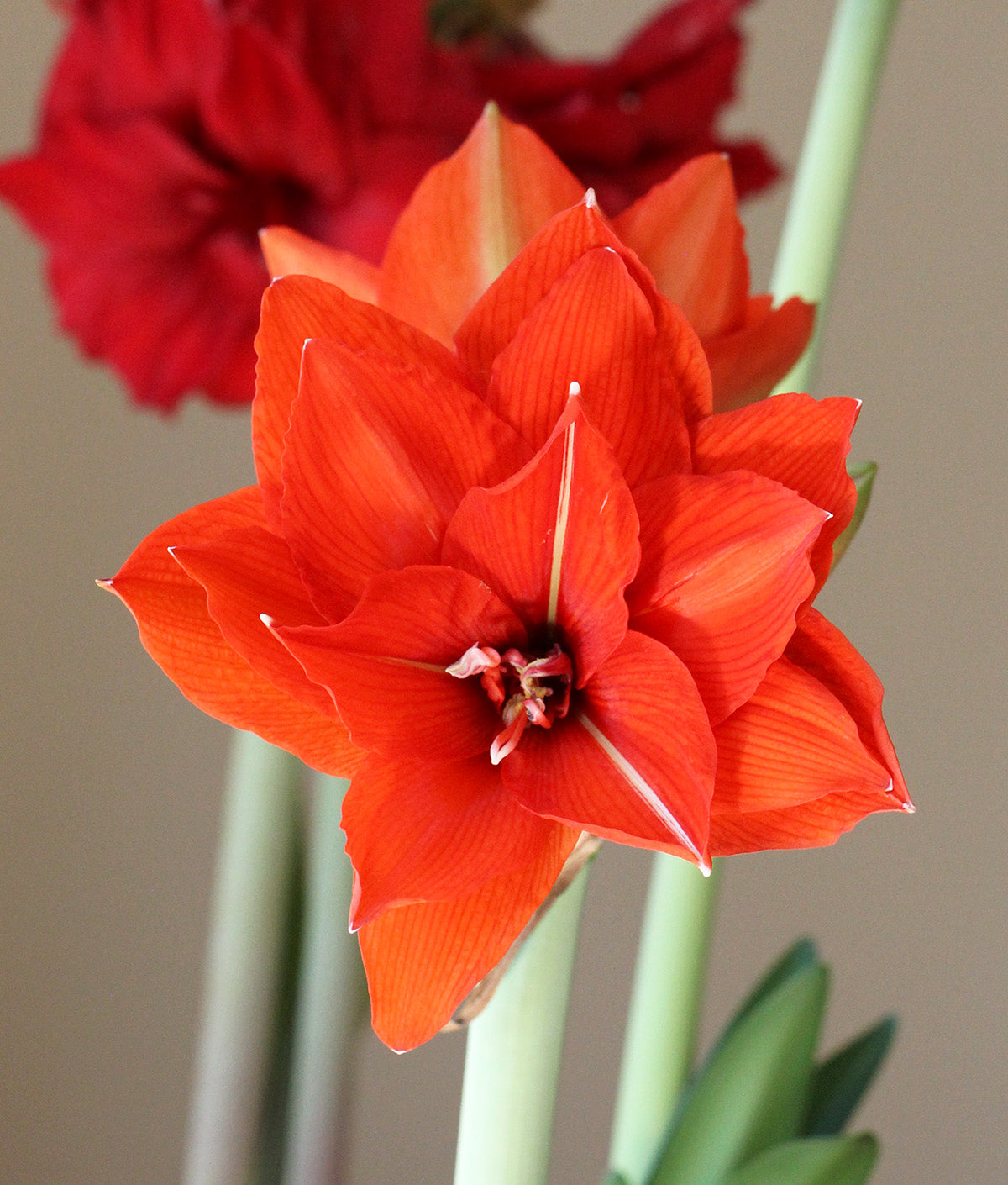 Celica Regular Amaryllis - 22-26 cm bulb
