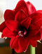 Double Dragon Amaryllis- 24-26 cm bulb