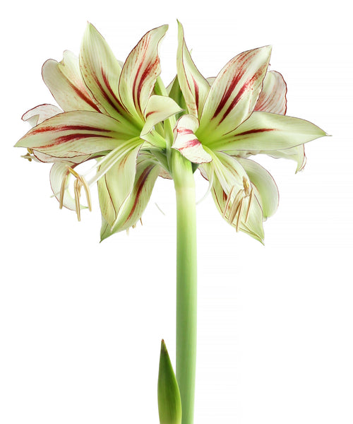 邦楽 amaryllis AmaryllisDragonflySonatini2_gr