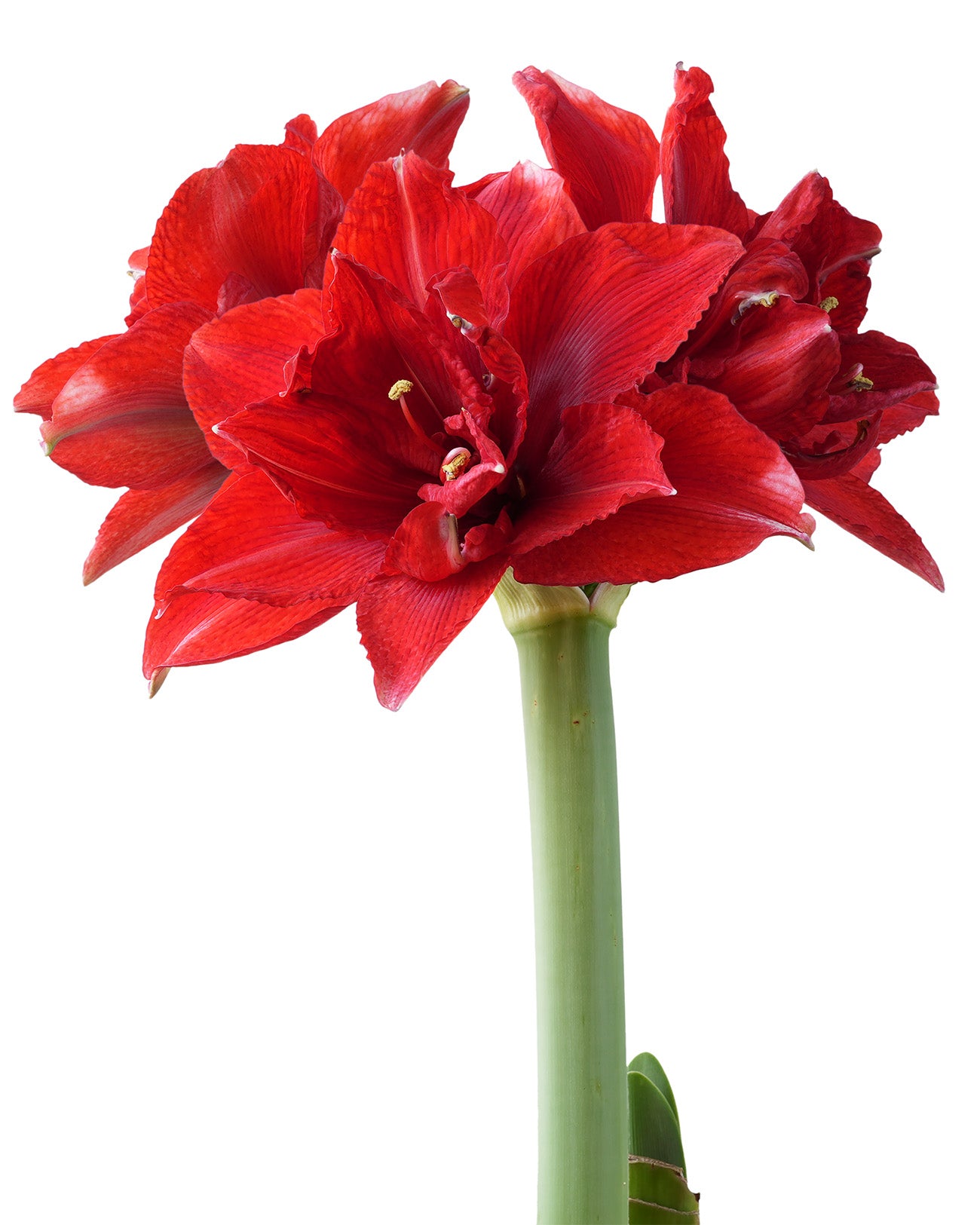 Inferno® Symphony Amaryllis