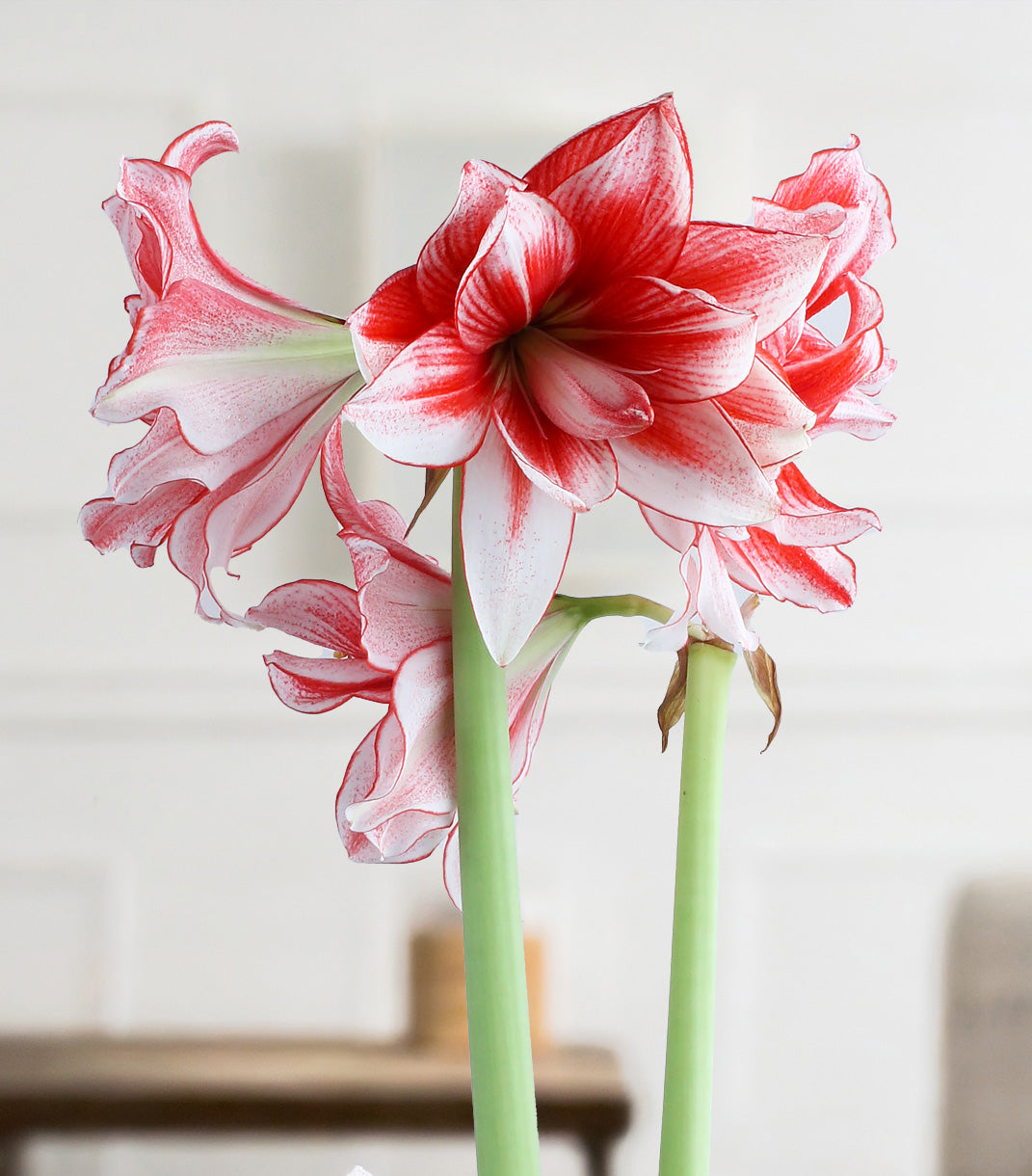 Joker® Sonata Amaryllis - 18-22 cm bulb