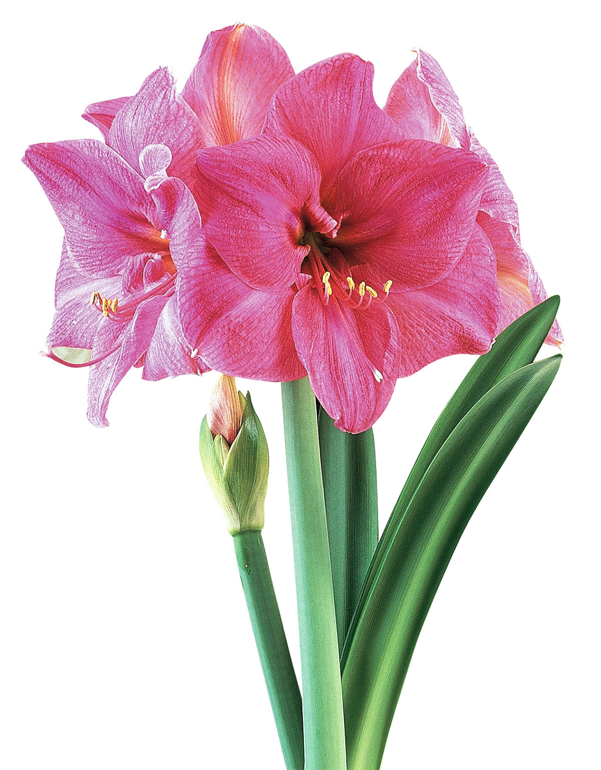 Milady Symphony Amaryllis - 22-28 cm bulb