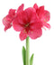 Pink Amaryllis 3-Pack