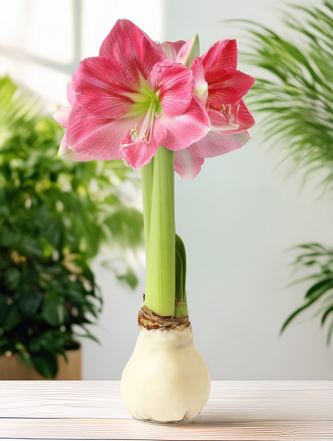 Jumbo White Waxed Amaryllis with Pink Flower