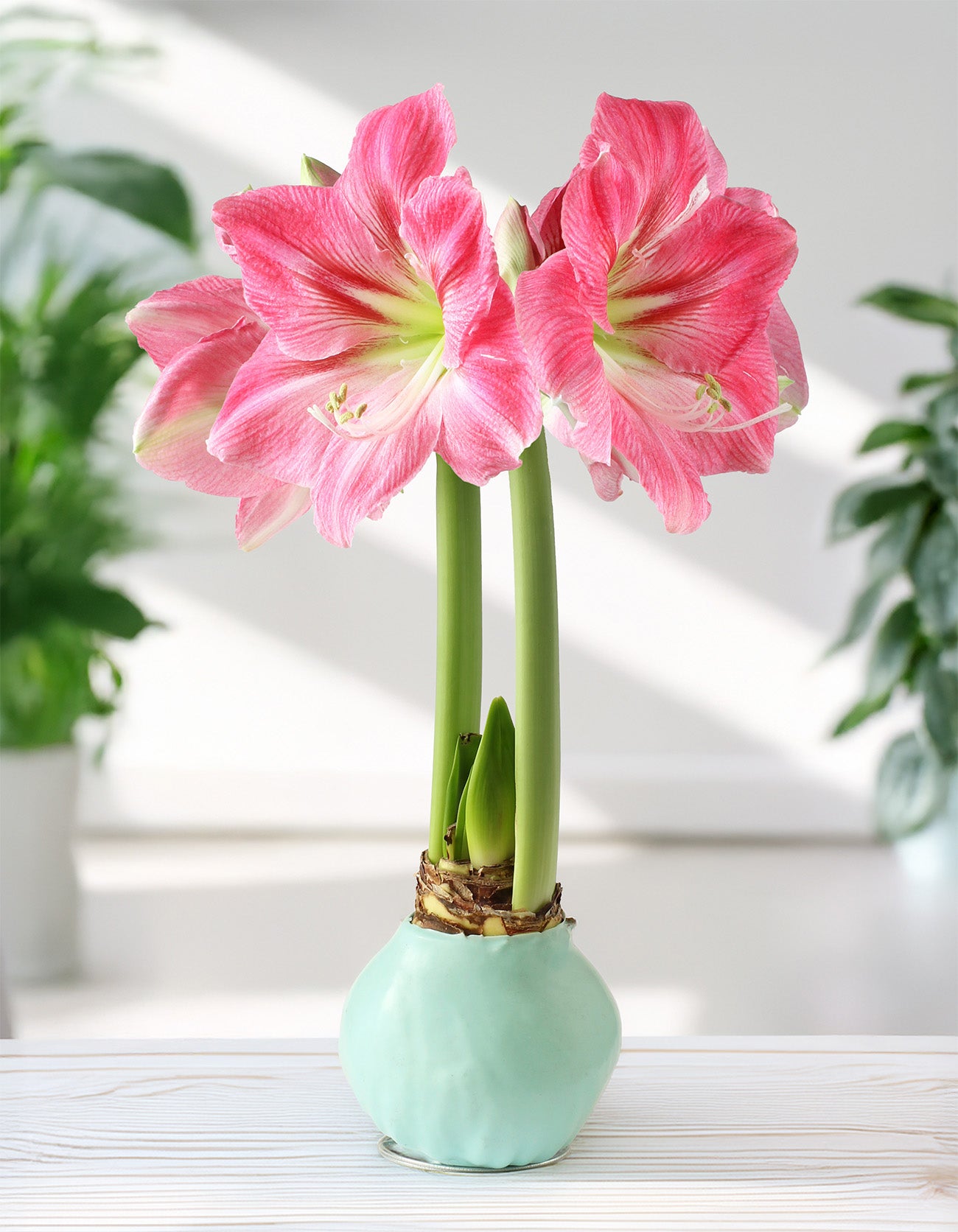 Jumbo Light Blue Waxed Amaryllis with Pink Flower