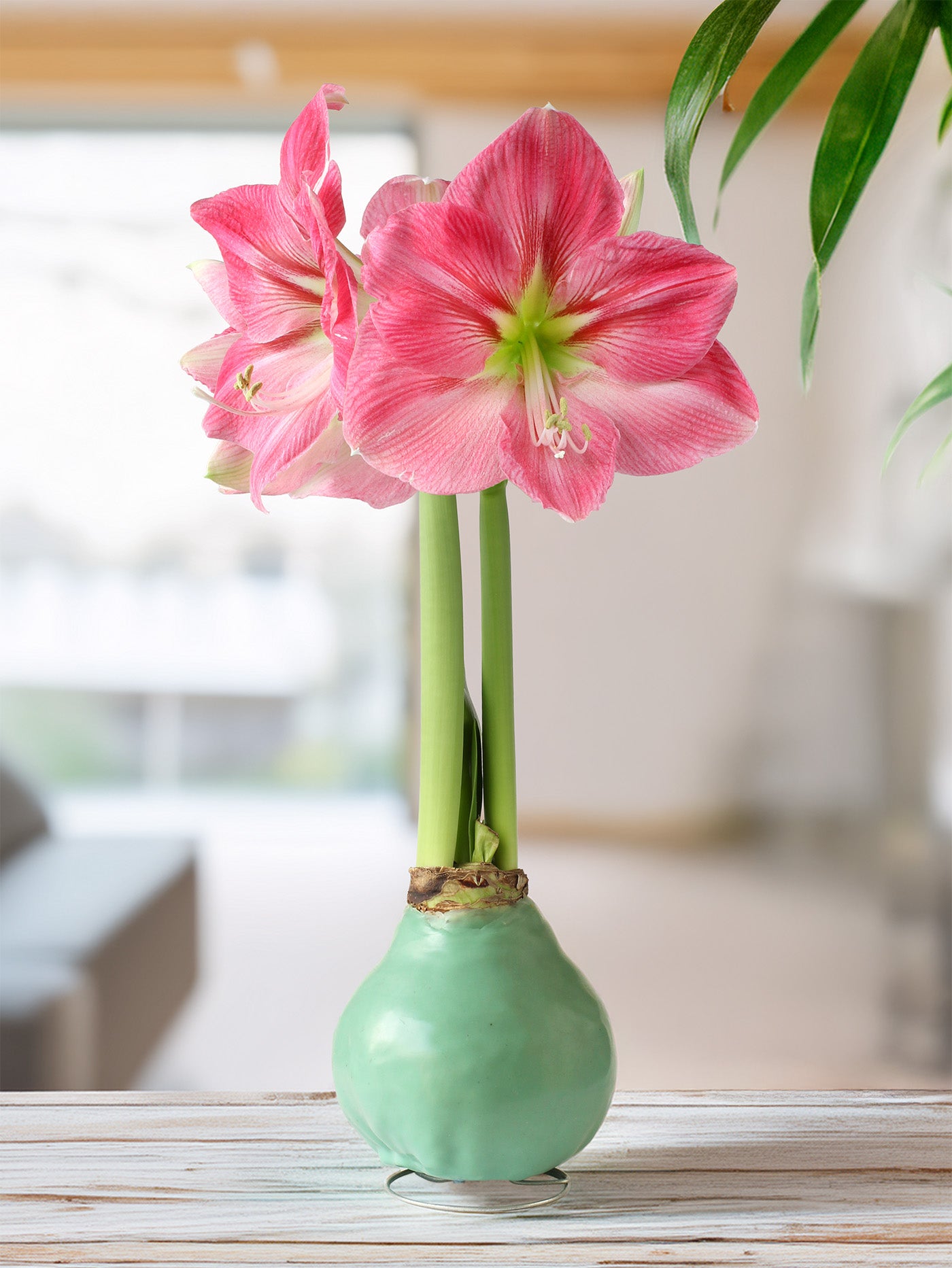 Jumbo Light Green Waxed Amaryllis with Pink Flower