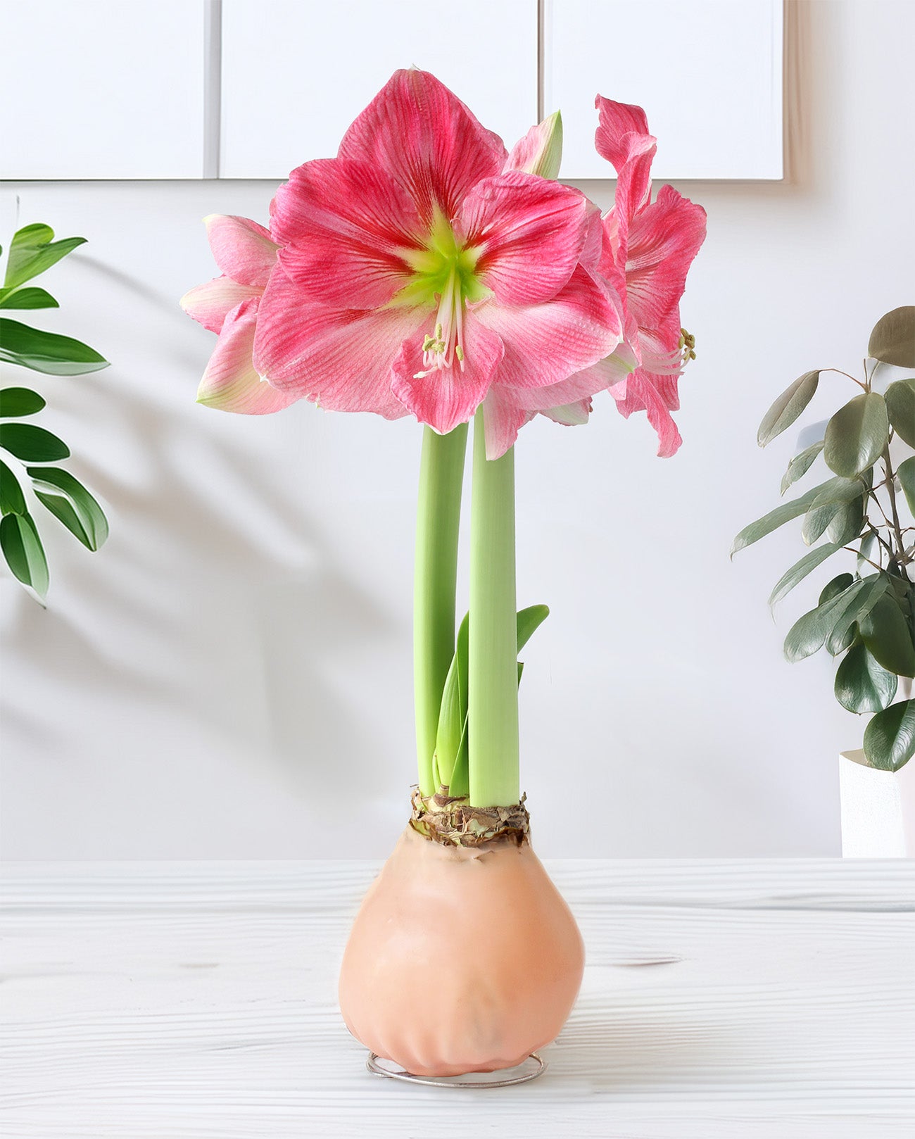 Jumbo Light Pink Waxed Amaryllis with Pink Flower