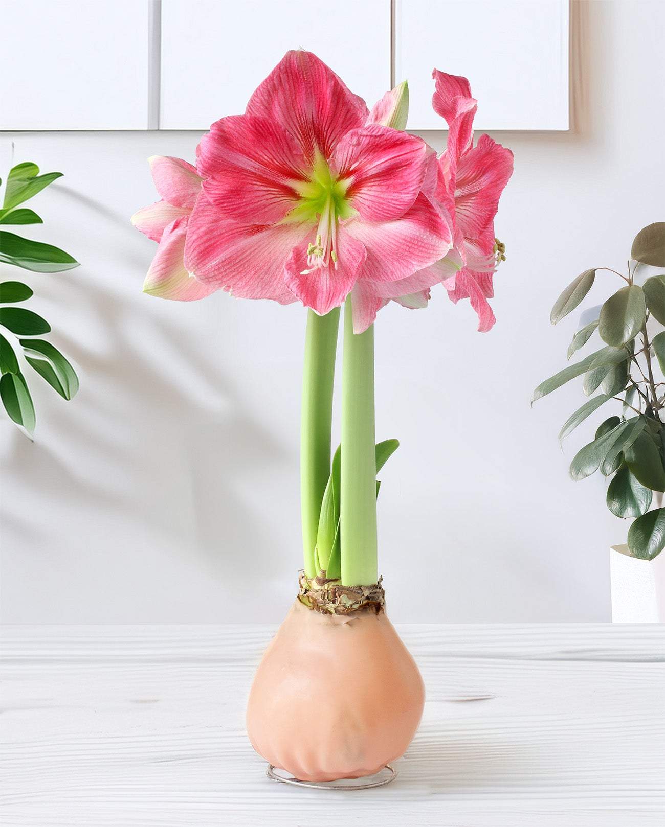 Pastel Pink Waxed Amaryllis with Pink Flower