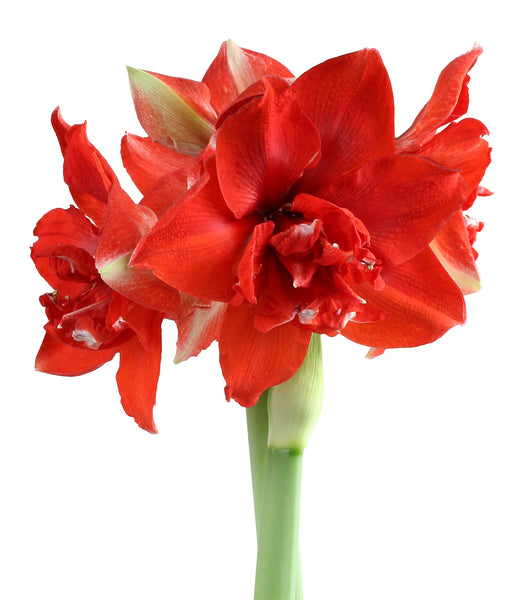 Ragtime® Symphony Amaryllis