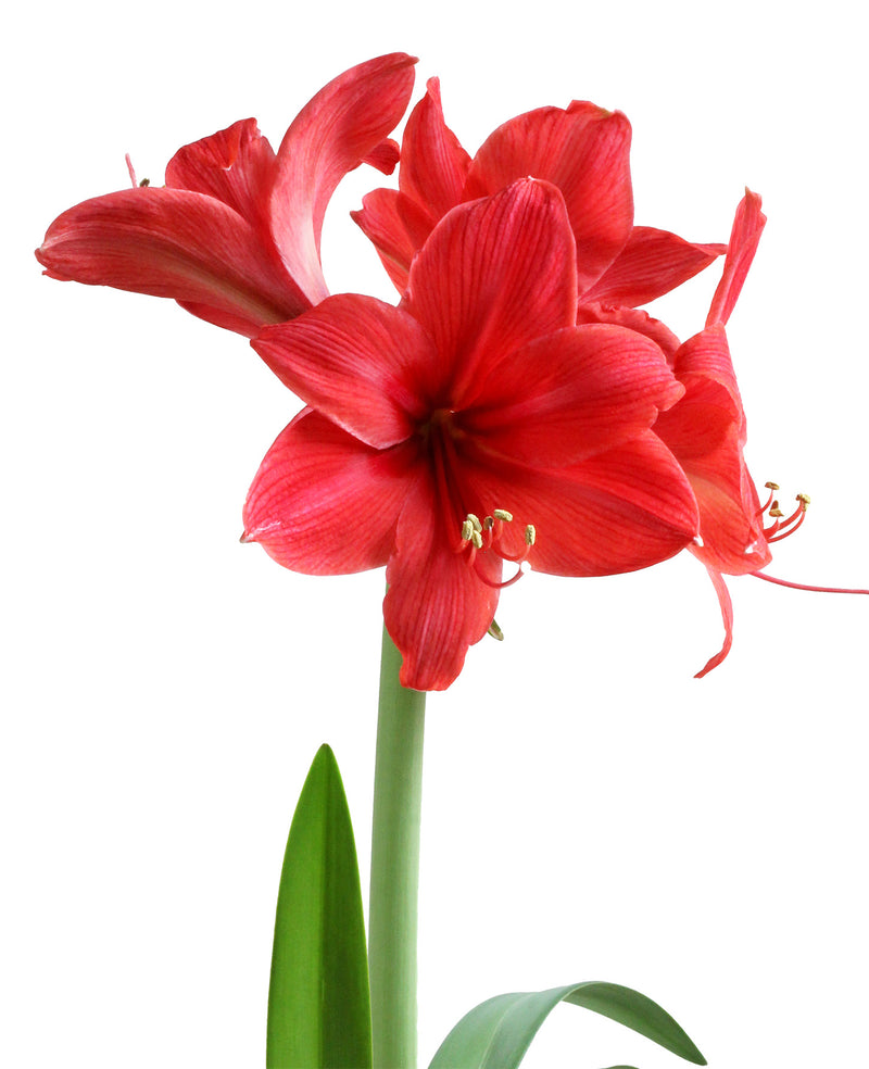 Red Amaryllis 3-Pack