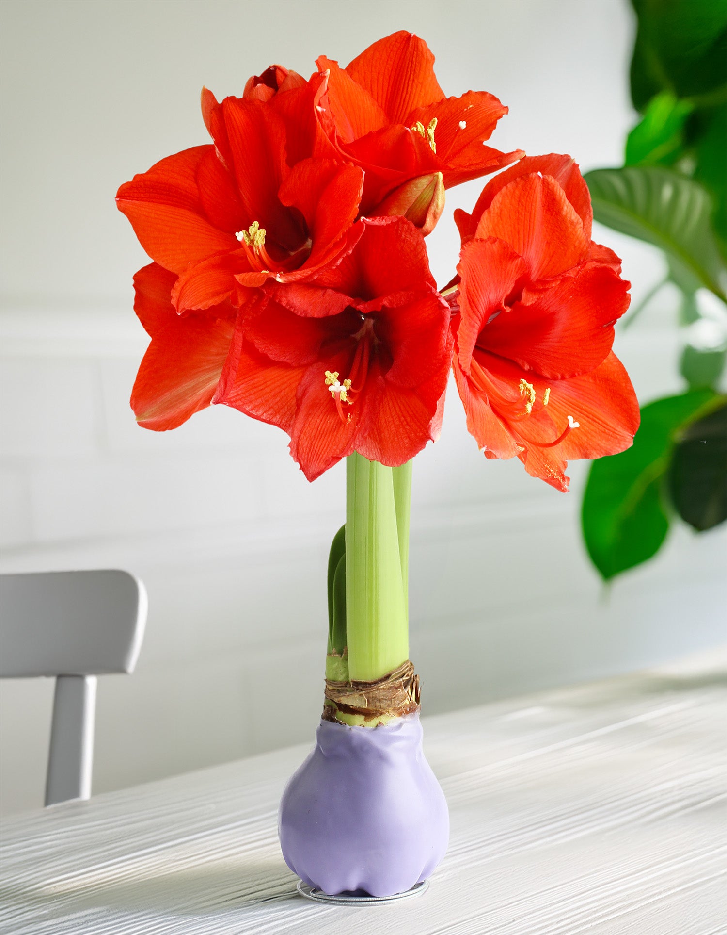 Jumbo Purple Waxed Amaryllis with Red Flower