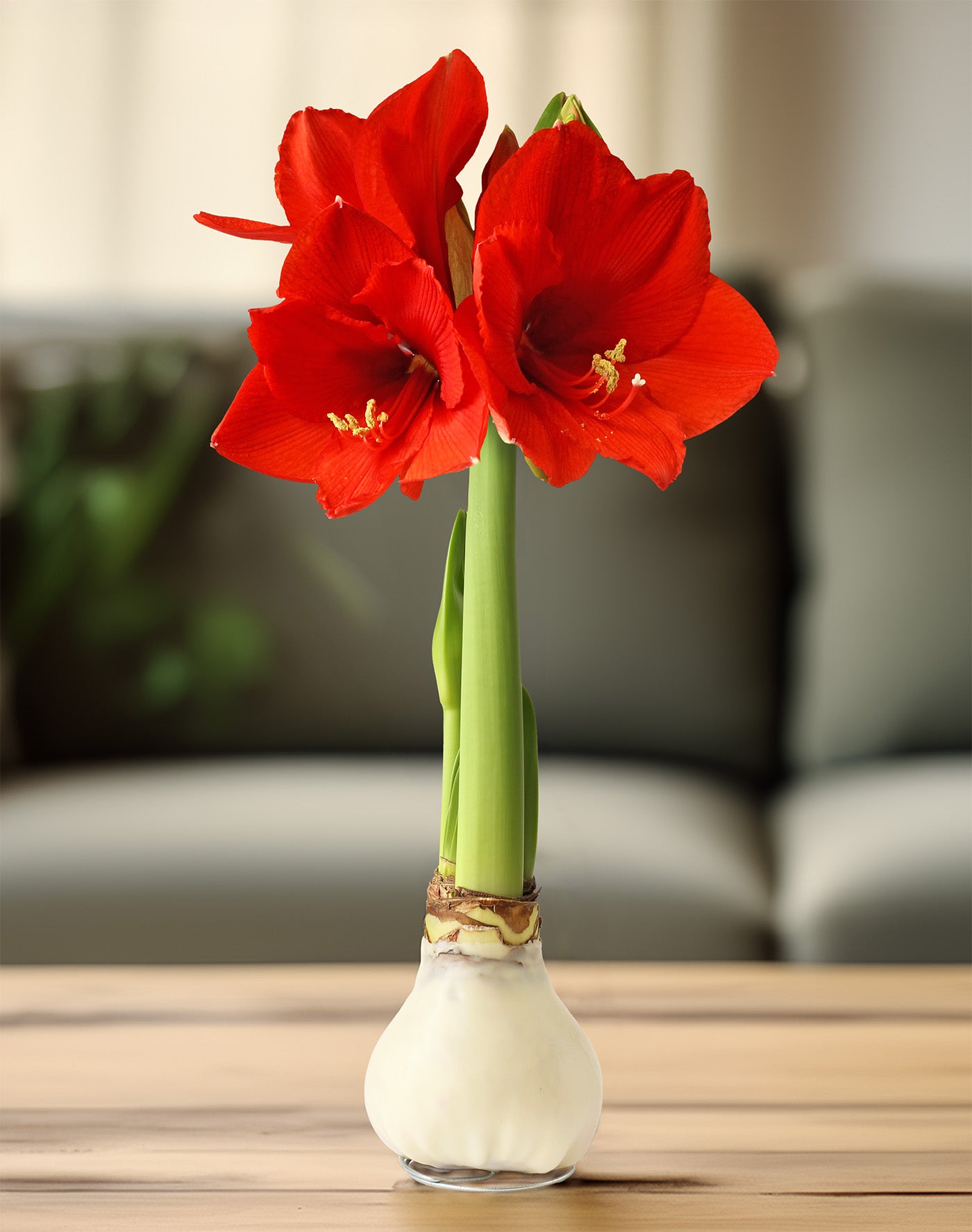 Jumbo White Waxed Amaryllis with Red Flower