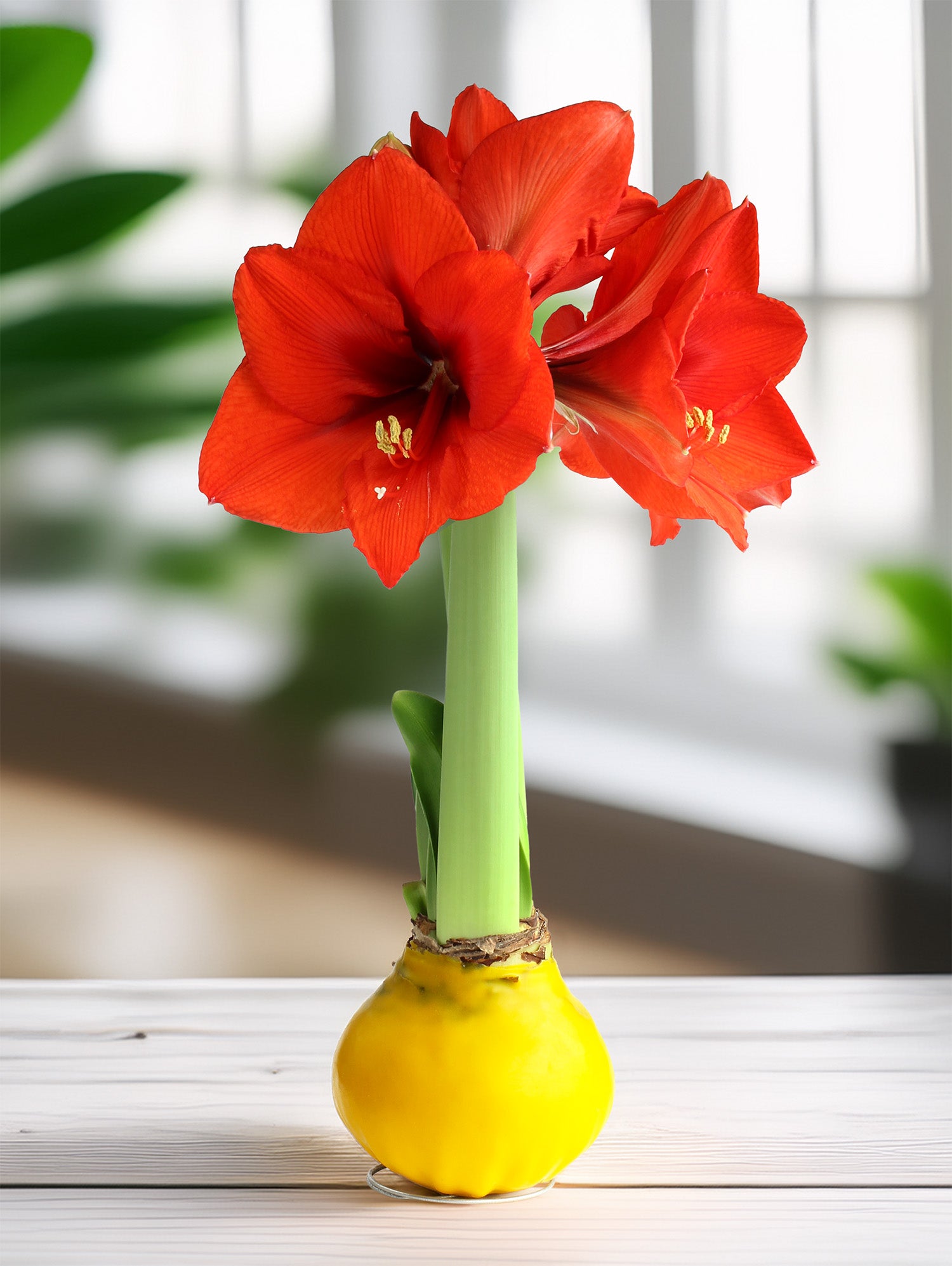 Jumbo Yellow Waxed Amaryllis with Red Flower