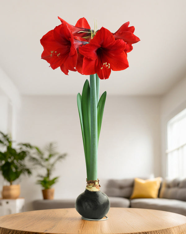 Black Waxed Amaryllis Bulb with Red Flower