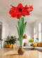 Gold Waxed Amaryllis Bulb with Red Flower