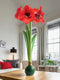 Green Waxed Amaryllis Bulb with Red Flower