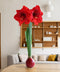 Red Waxed Amaryllis Bulb with Red Flower