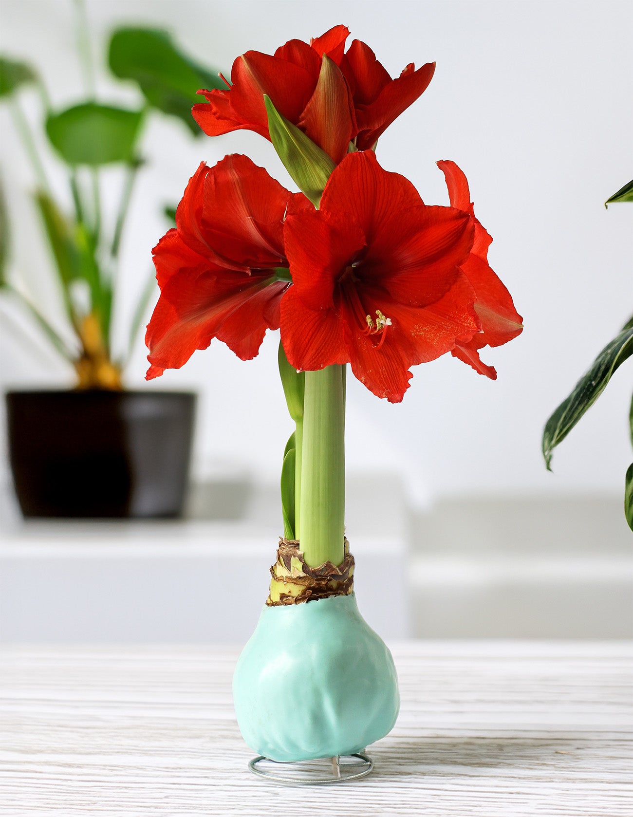 Jumbo Light Blue Waxed Amaryllis with Red Flower