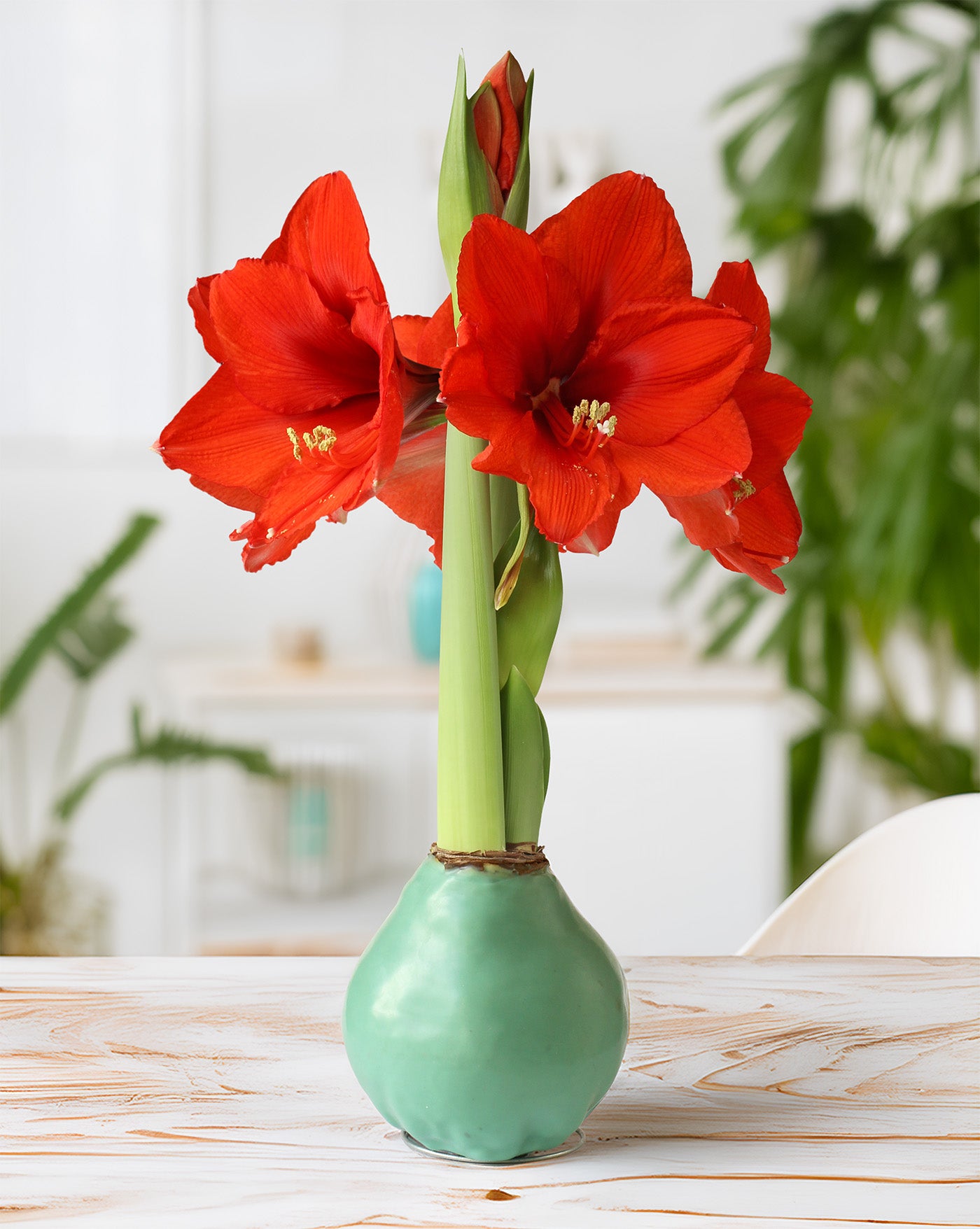 Pastel Green Waxed Amaryllis with Red Flower
