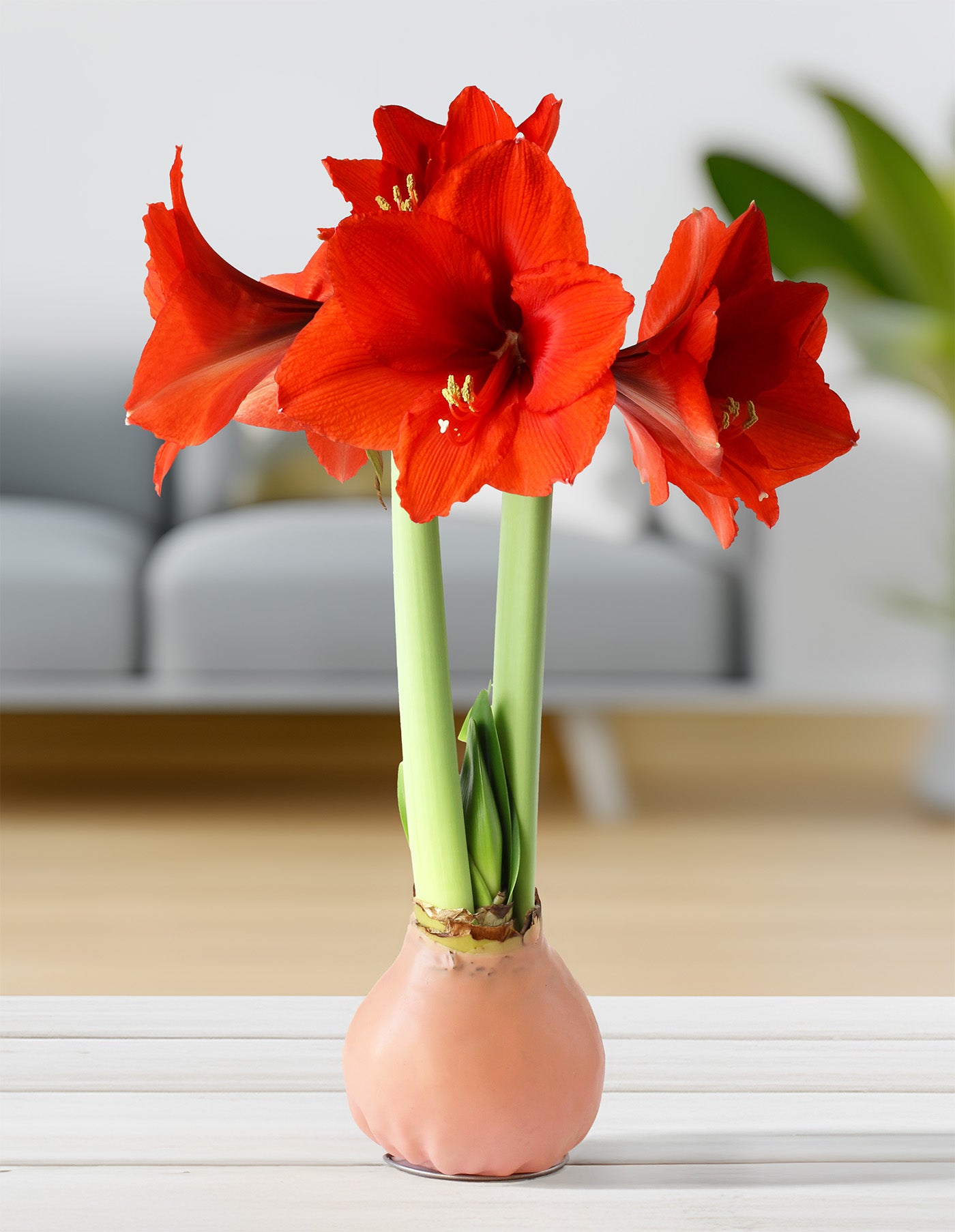 Jumbo Light Pink Waxed Amaryllis with Red Flower