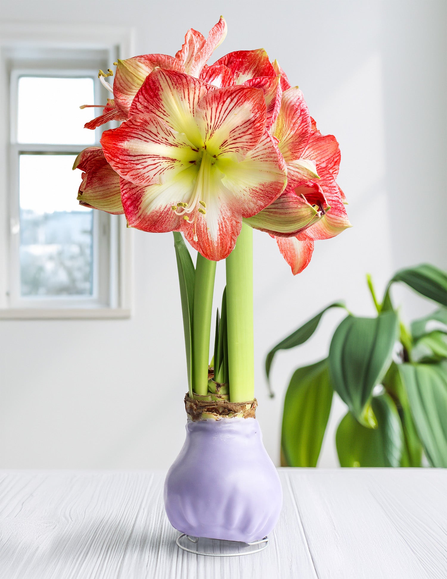 Jumbo Purple Waxed Amaryllis with Red and White Striped Flower