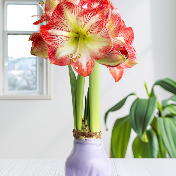 Amaryllisページ AmaryllisRock_nRoll_d4df0f09-