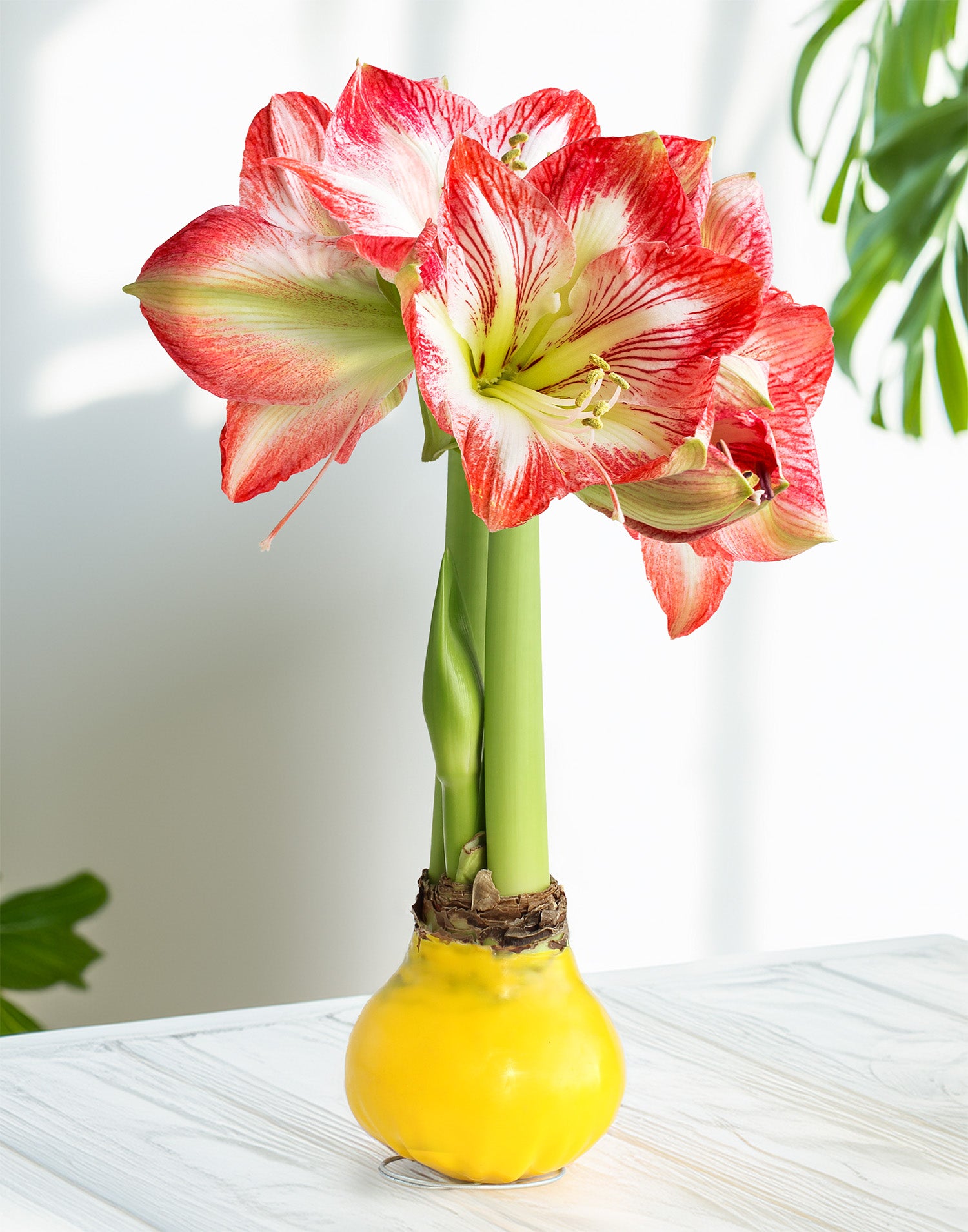 Jumbo Yellow Waxed Amaryllis with Red and White Striped Flower