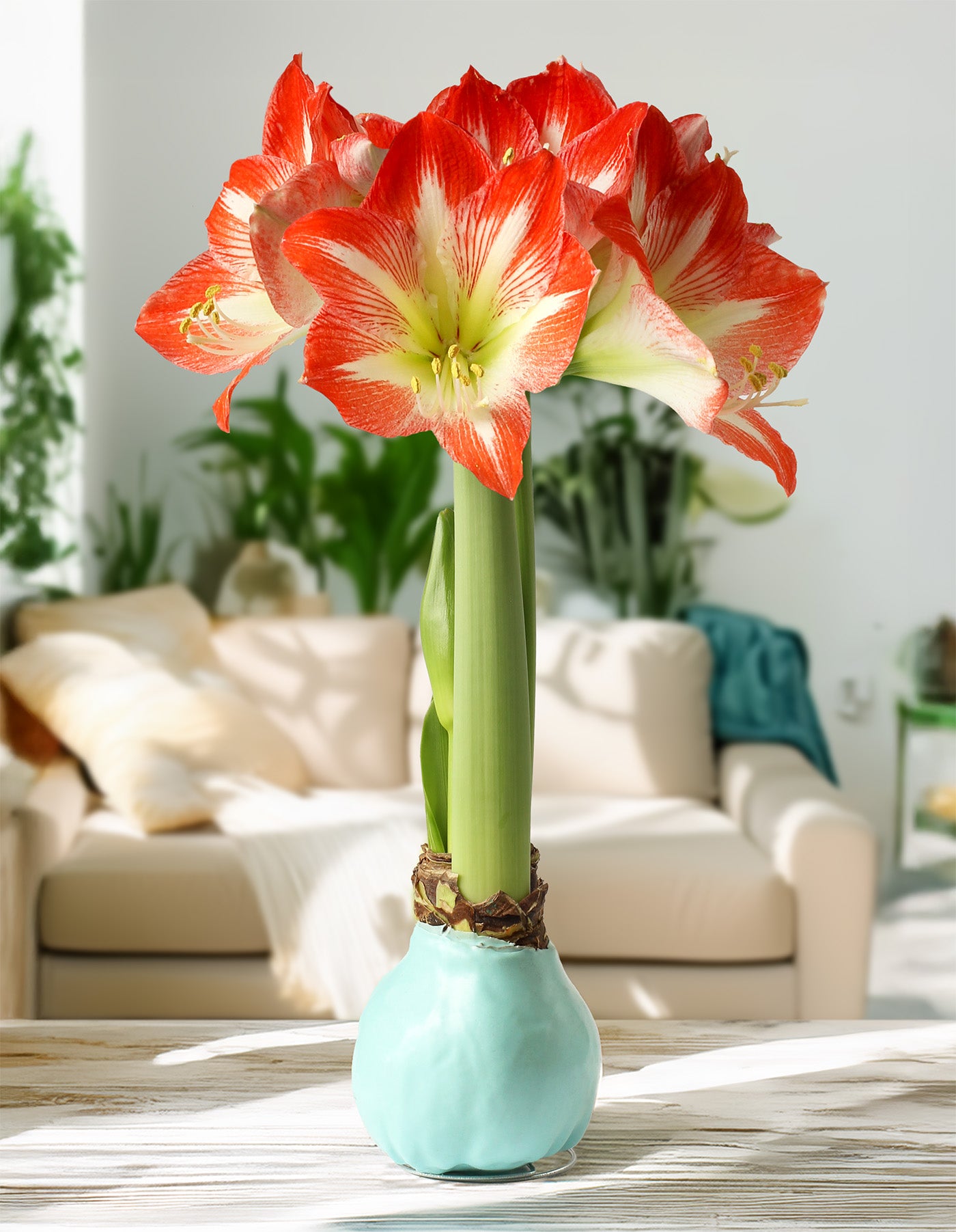 Jumbo Light Blue Waxed Amaryllis with Red and White Striped Flower