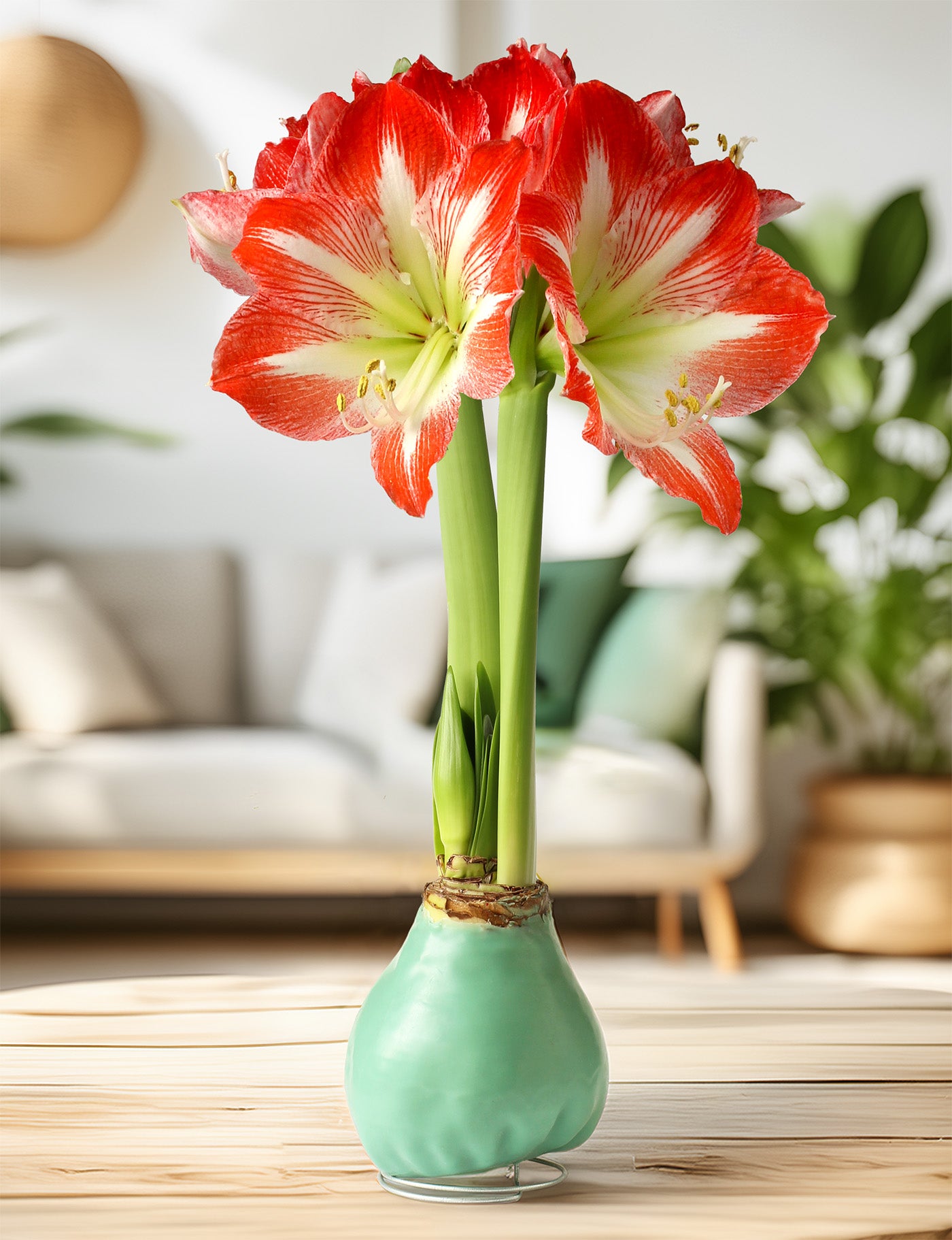 Jumbo Light Green Waxed Amaryllis with Red and White Striped Flower