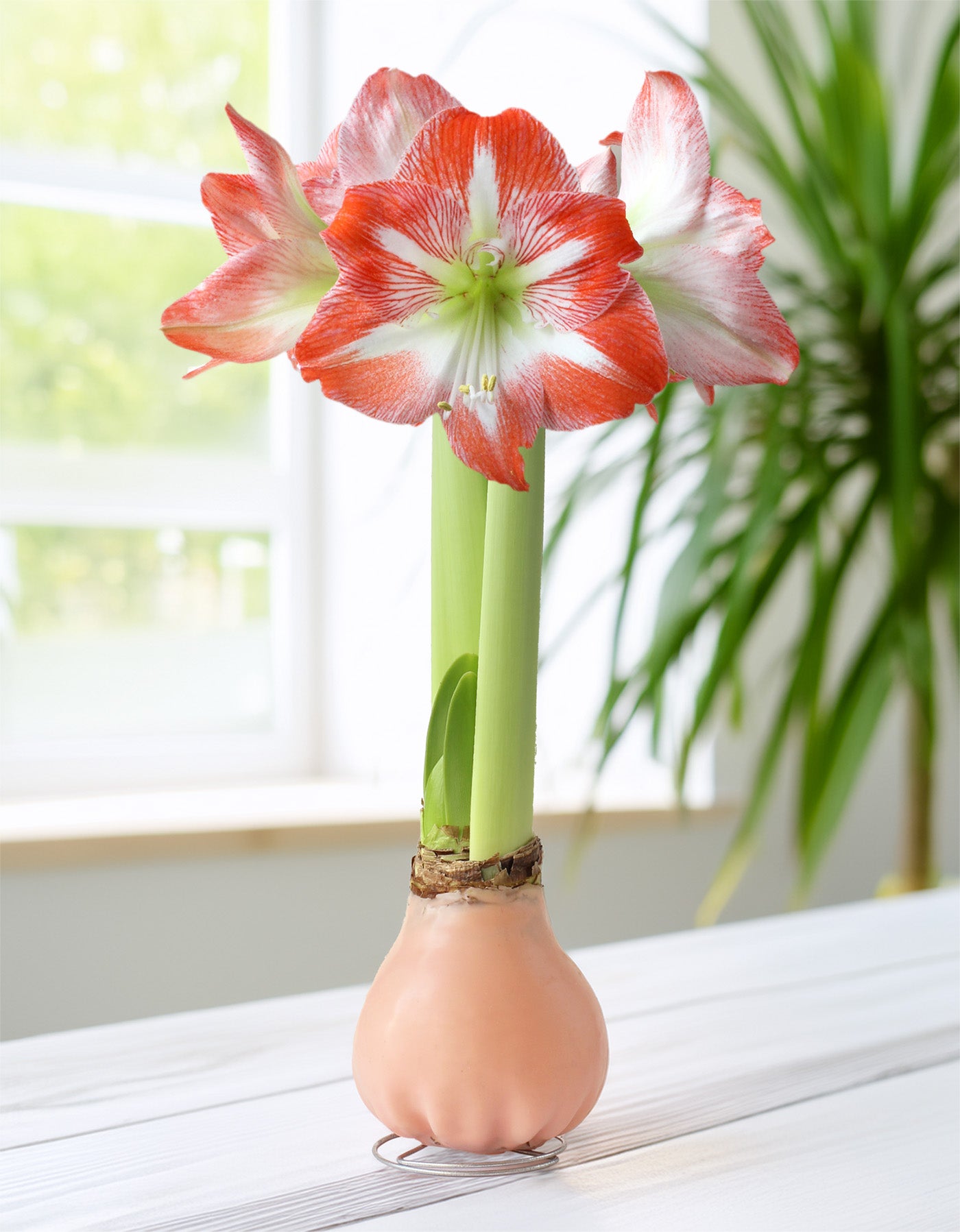 Jumbo Light Pink Waxed Amaryllis with Red and White Striped Flower