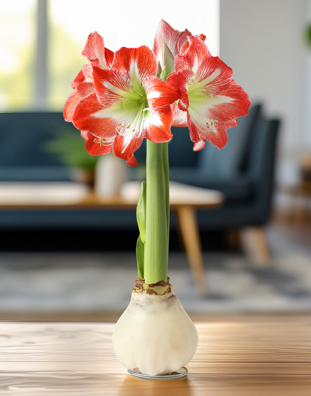 Jumbo White Waxed Amaryllis with Red and White Striped Flower