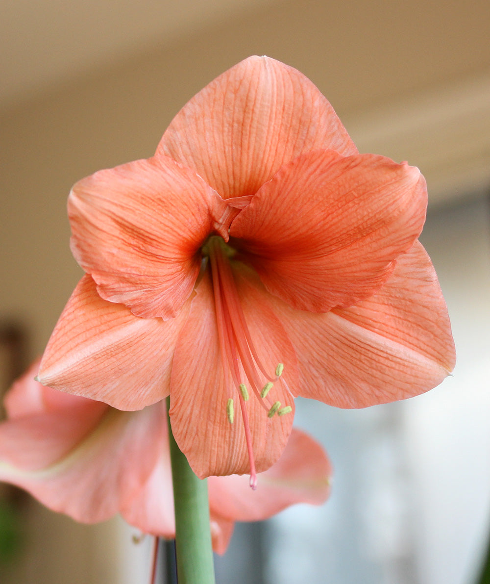 Rilona Amaryllis - 24-26 cm bulb