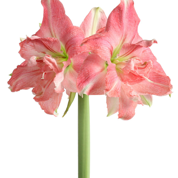 邦楽 amaryllis CelicaAmaryllis_grande.jpg?v=