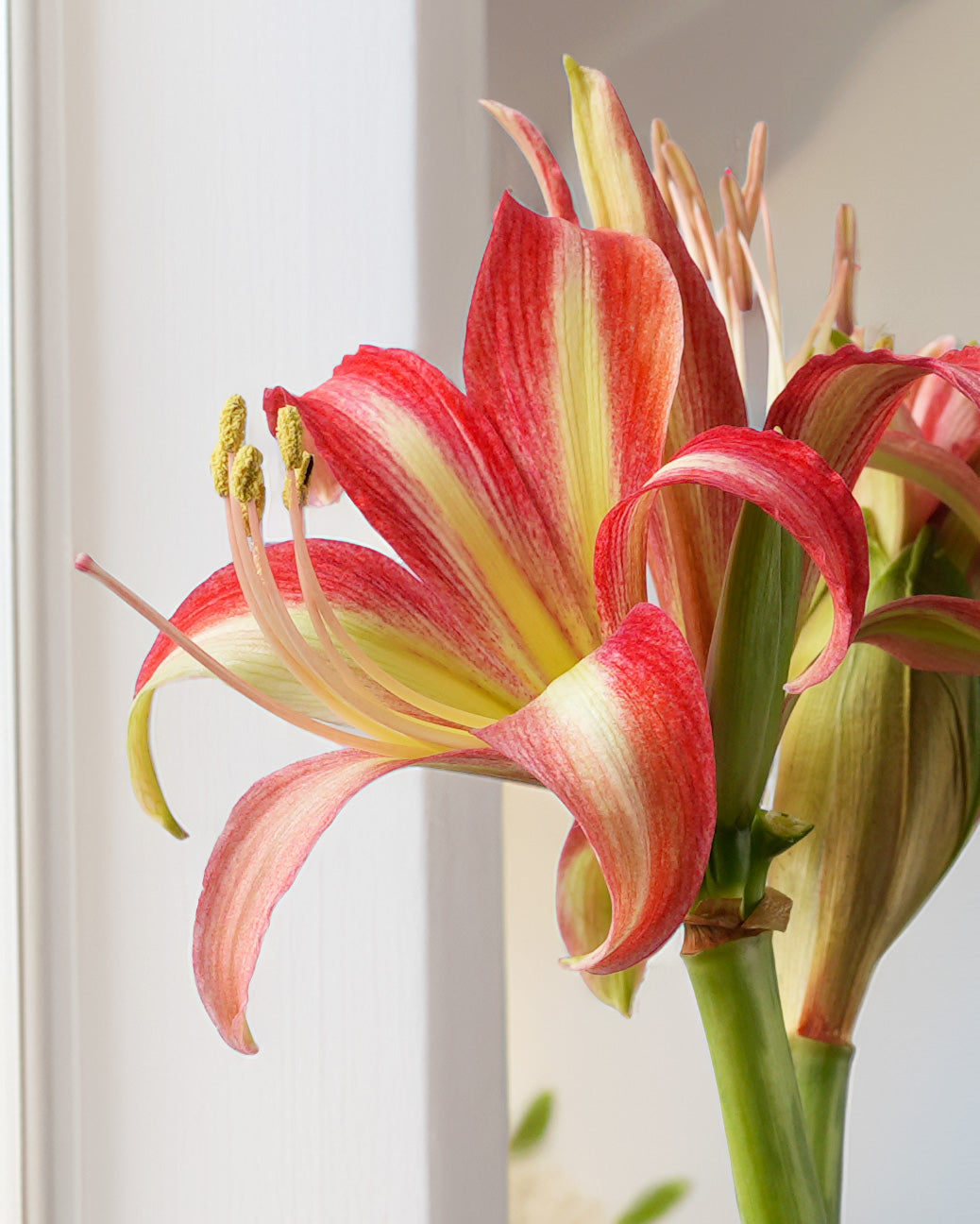 Swazi® Sonatini Amaryllis - 18-22 cm bulb
