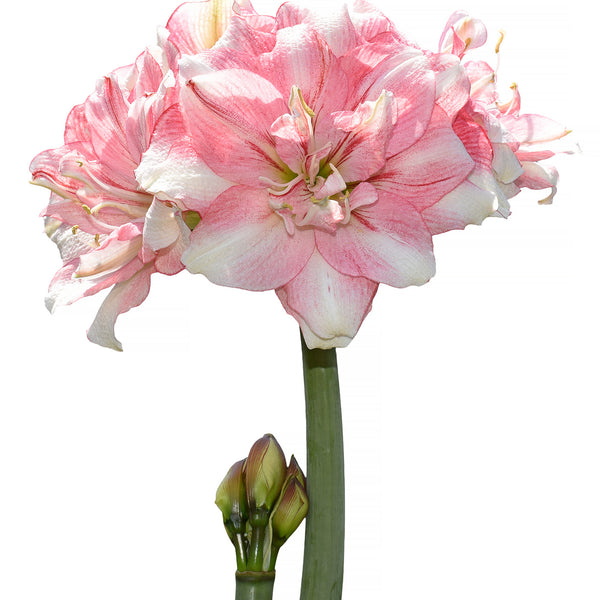Tika Disco Amaryllis
