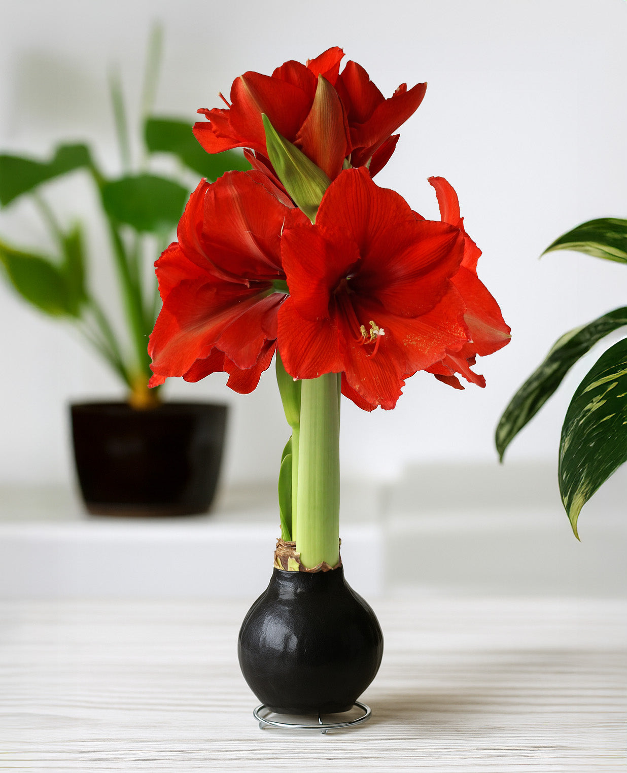 Black Waxed Amaryllis with Red Flower
