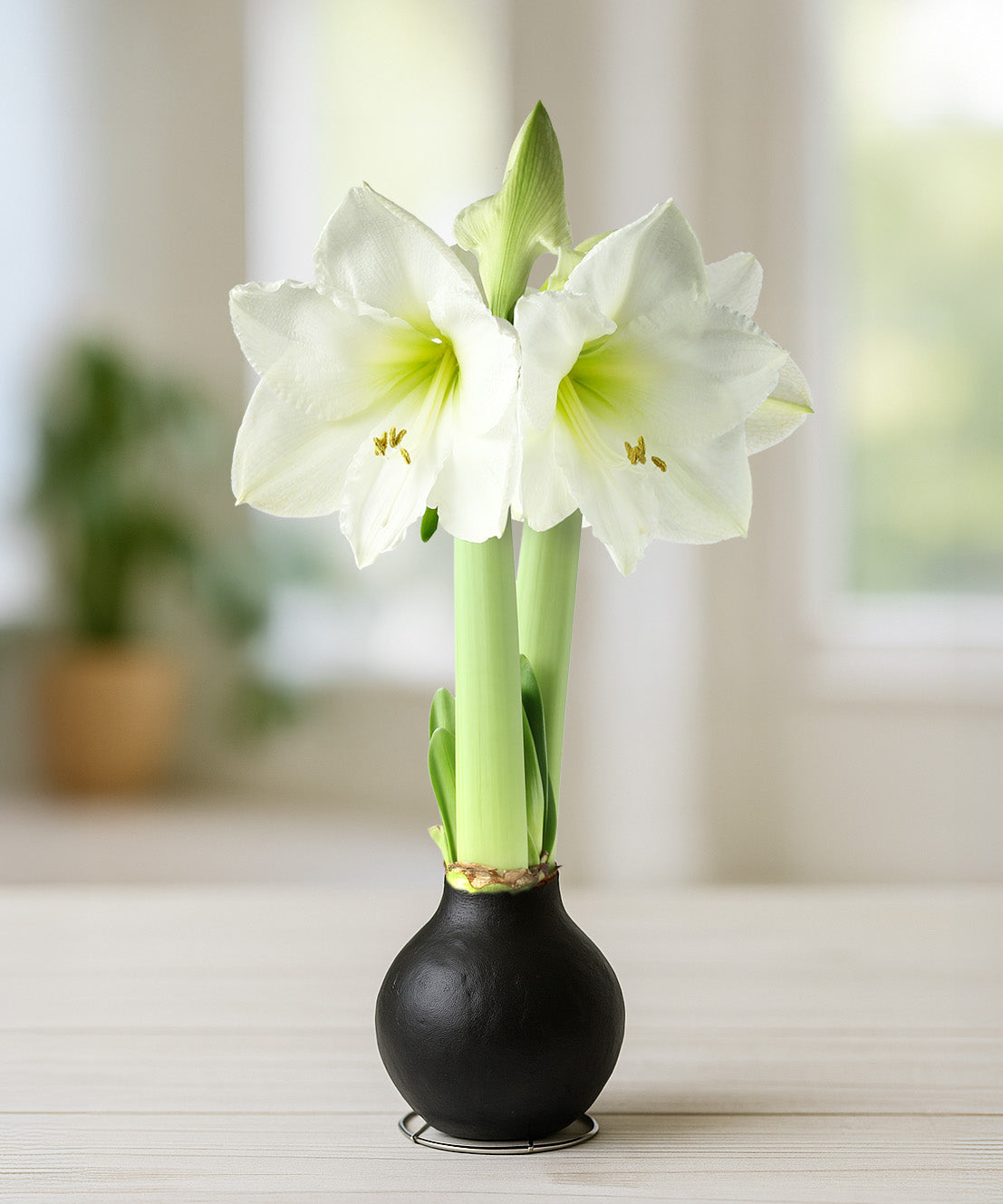 Black Waxed Amaryllis with White Flower