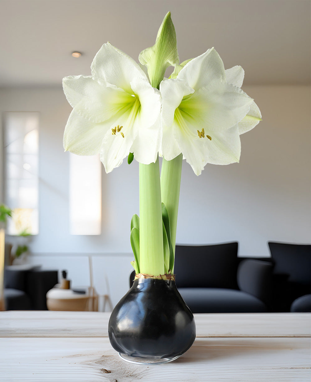 Black Waxed Amaryllis with White Flower