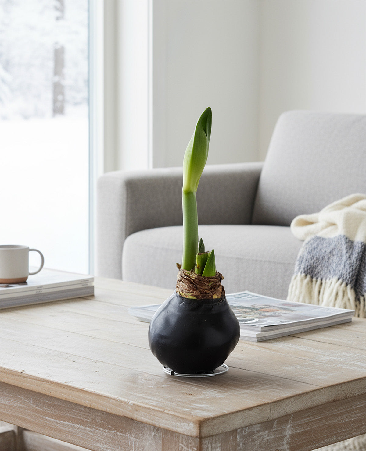 Black Waxed Amaryllis with White Flower