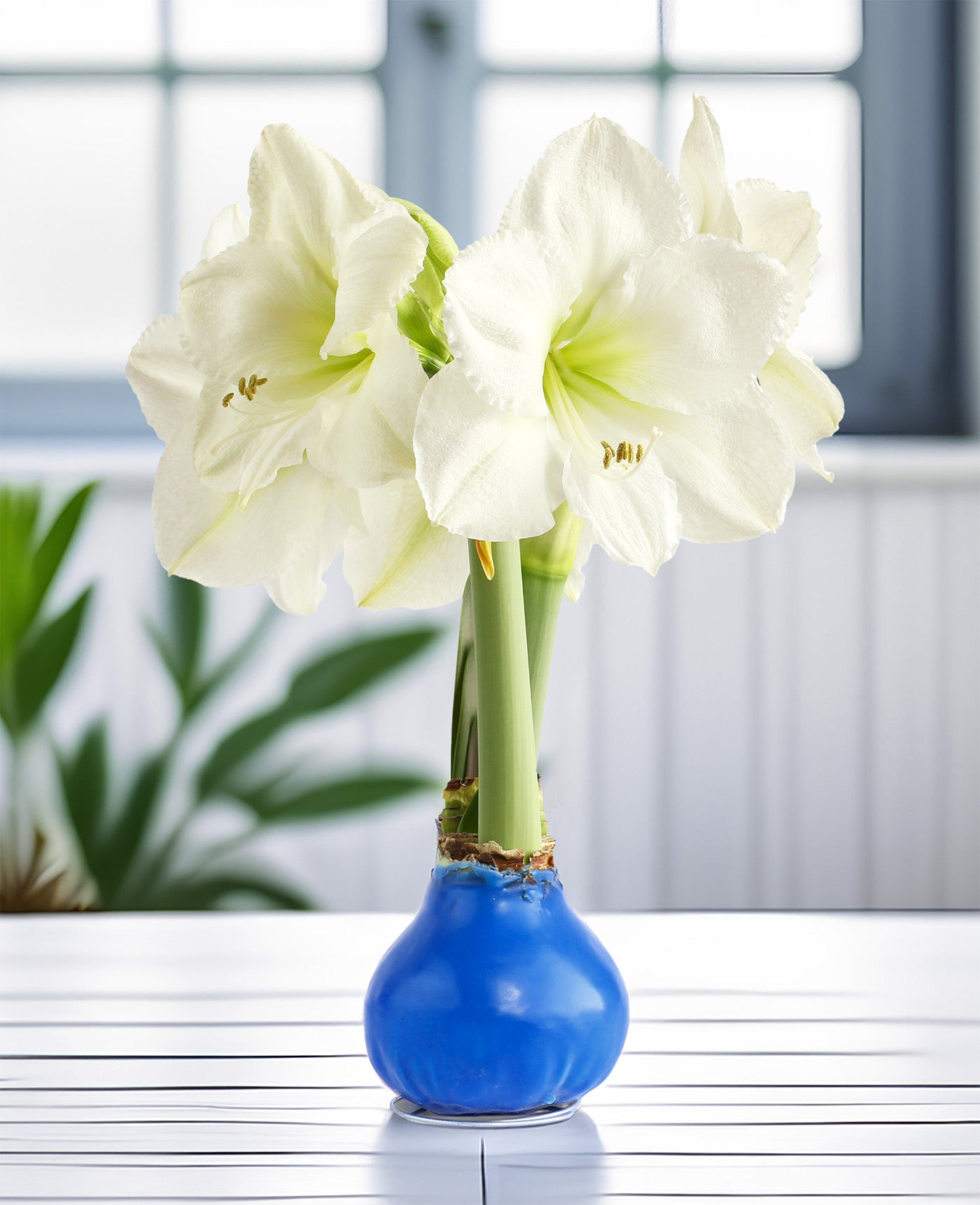 Blue Waxed Amaryllis with White Flower