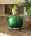 Green Waxed Amaryllis Bulb with Red Flower