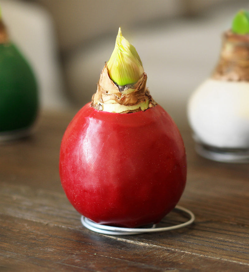 Red Waxed Amaryllis Bulb with Red Flower